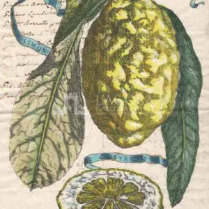 Citrus fruits on manuscript