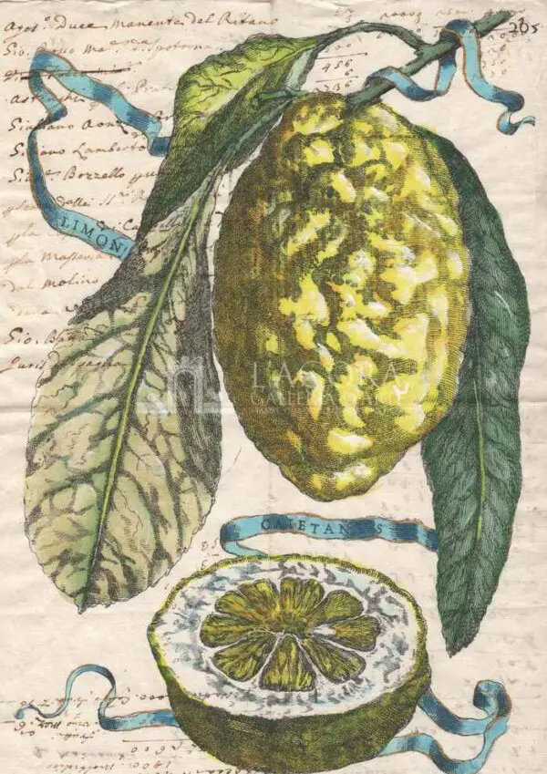 Agrumi manoscritti - Cedro