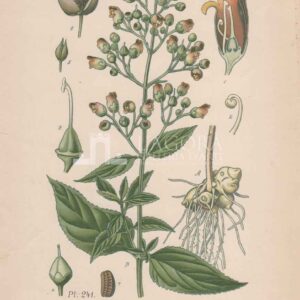 Mediterranean plants – Chromolithography