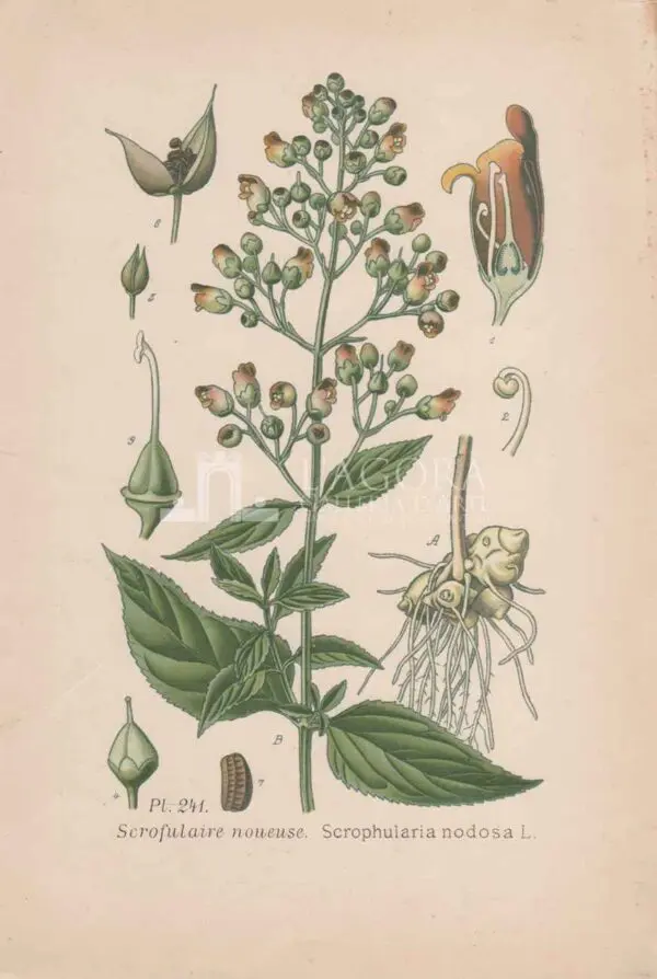 Mediterranean plants - Chromolithography - Image 2