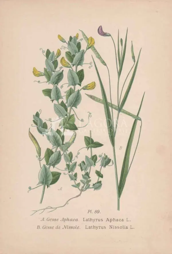 Mediterranean plants - Chromolithography - Image 3