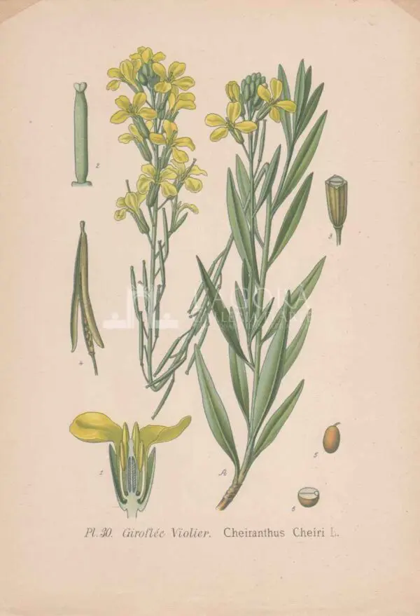 Mediterranean plants - Chromolithography - Image 4