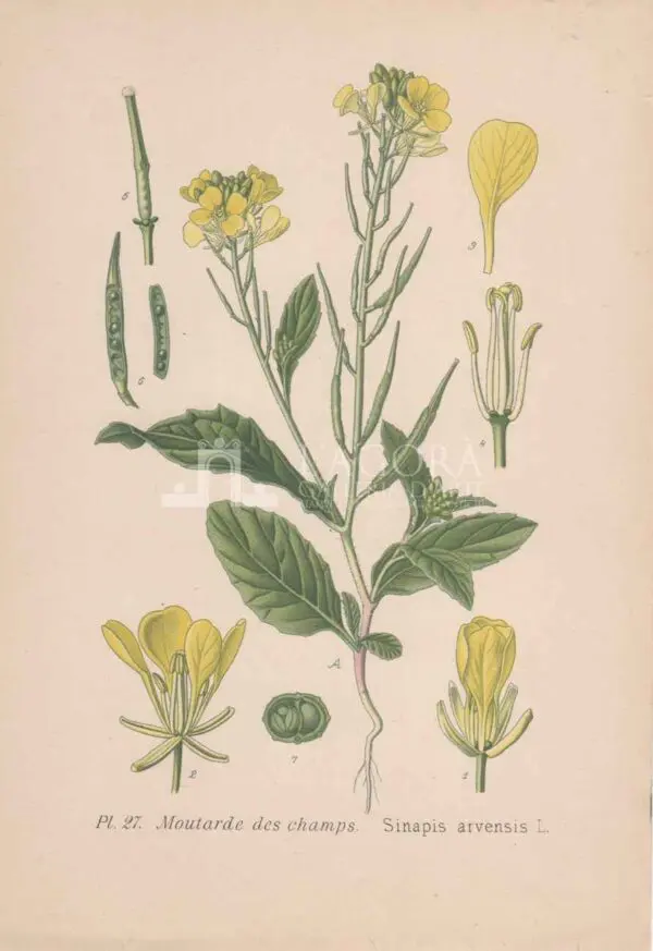 Mediterranean plants - Chromolithography - Image 5