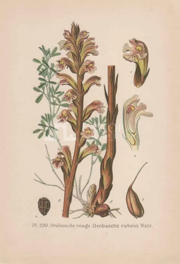 Mediterranean plants - Chromolithography - Image 6