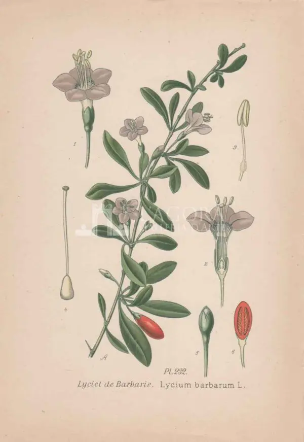 Mediterranean plants - Chromolithography - Image 7