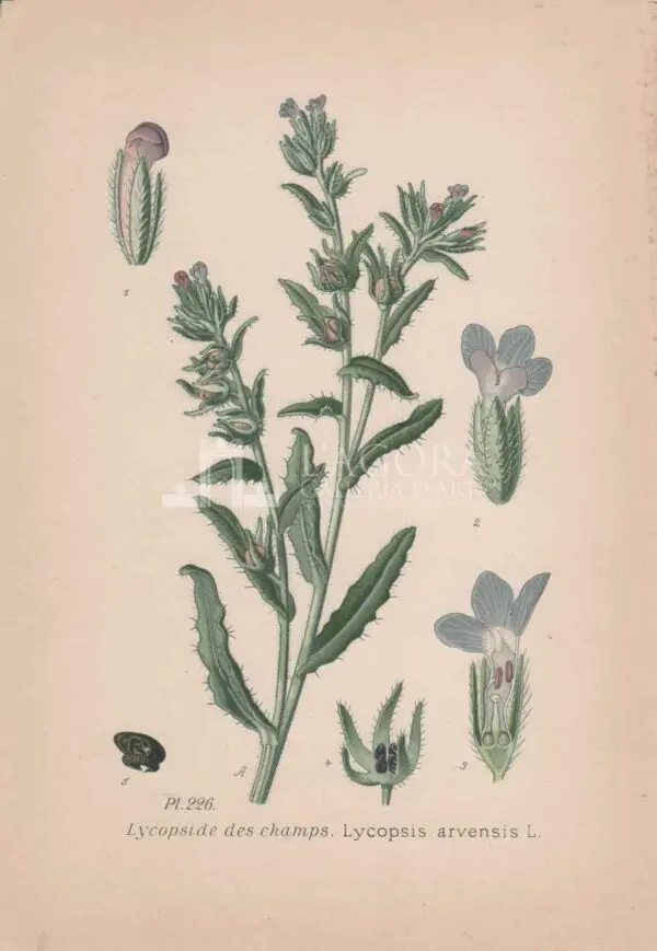 Mediterranean plants - Chromolithography - Image 8