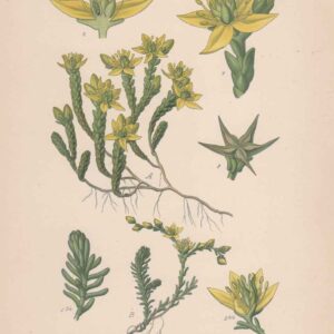 Mediterranean plants – Chromolithography