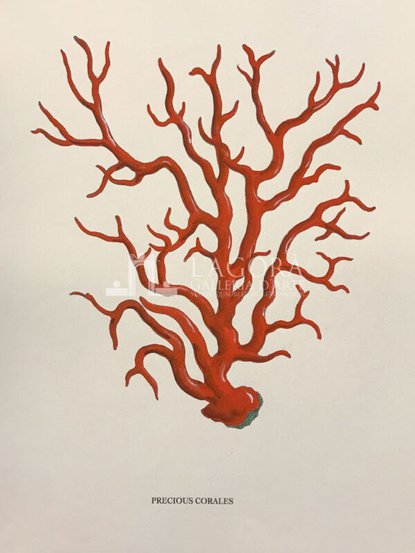 red coral