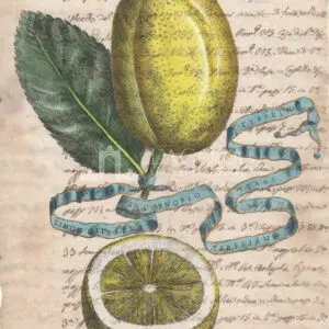 Citrus fruits on manuscript