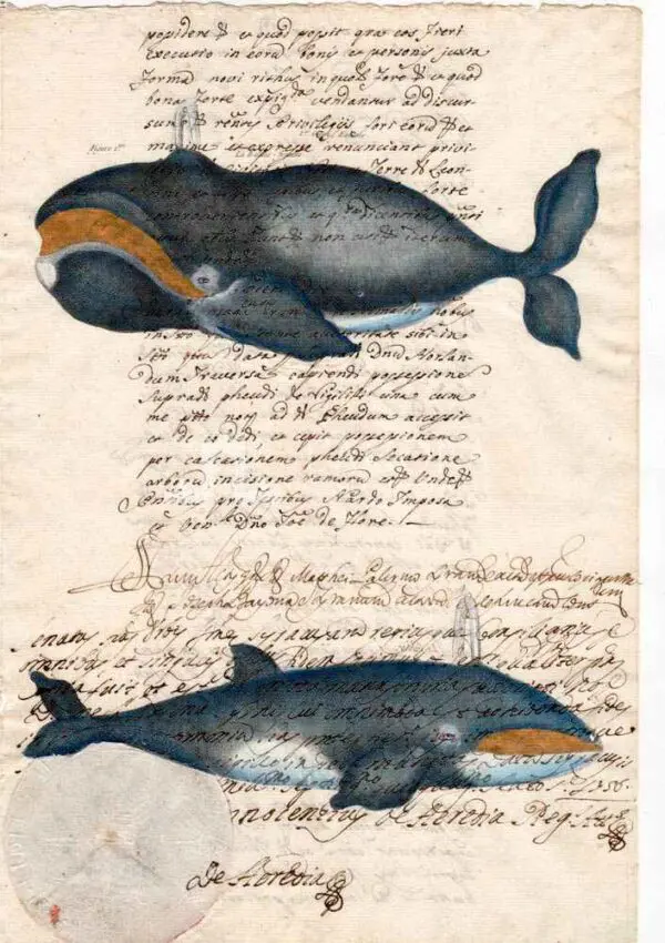 Animali marini carta manoscritta