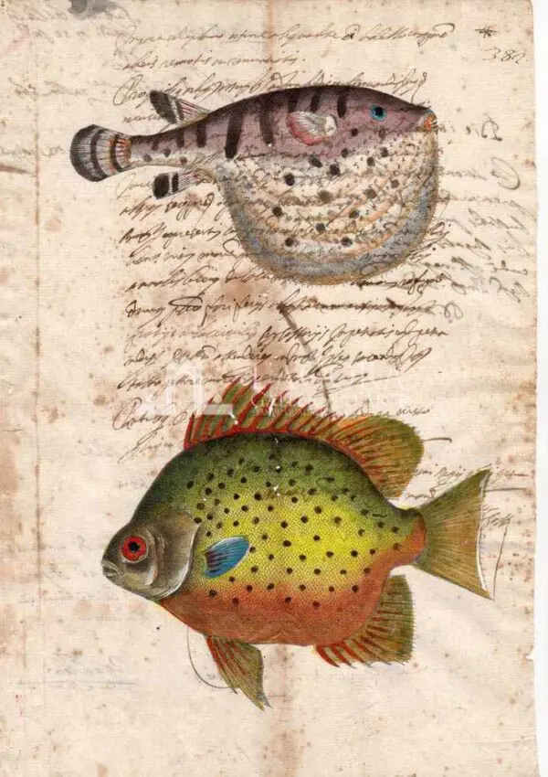 Animali marini carta manoscritta 6 (1)