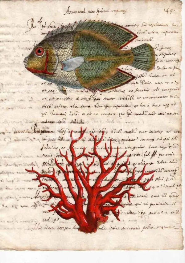 Animali marini carta manoscritta
