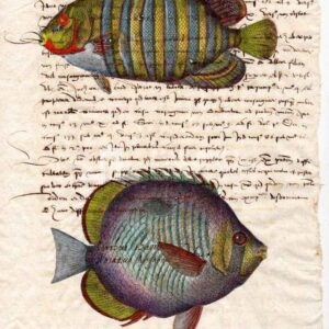 Animali marini su carta manoscritta