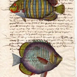 Animali marini su carta manoscritta