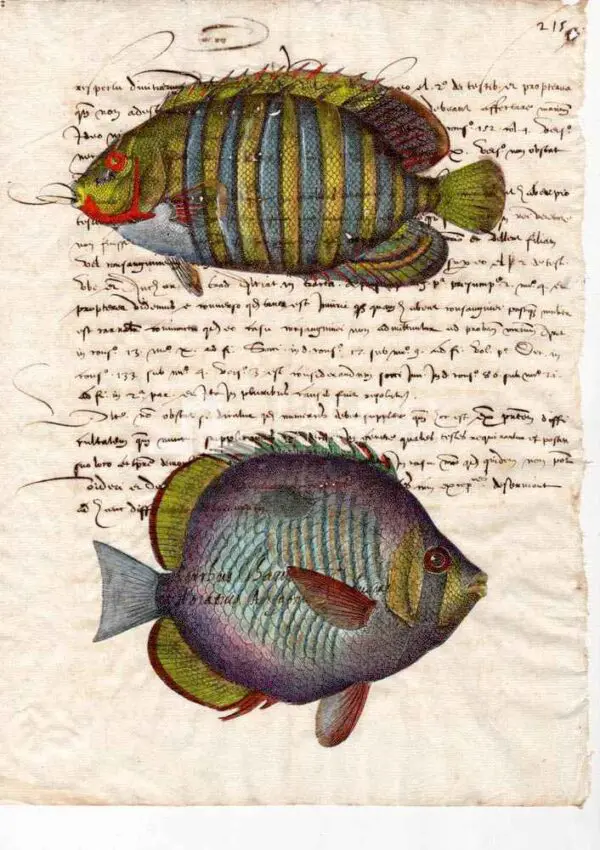 Animali marini carta manoscritta