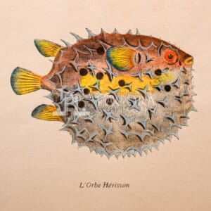 Fish on cotton paper