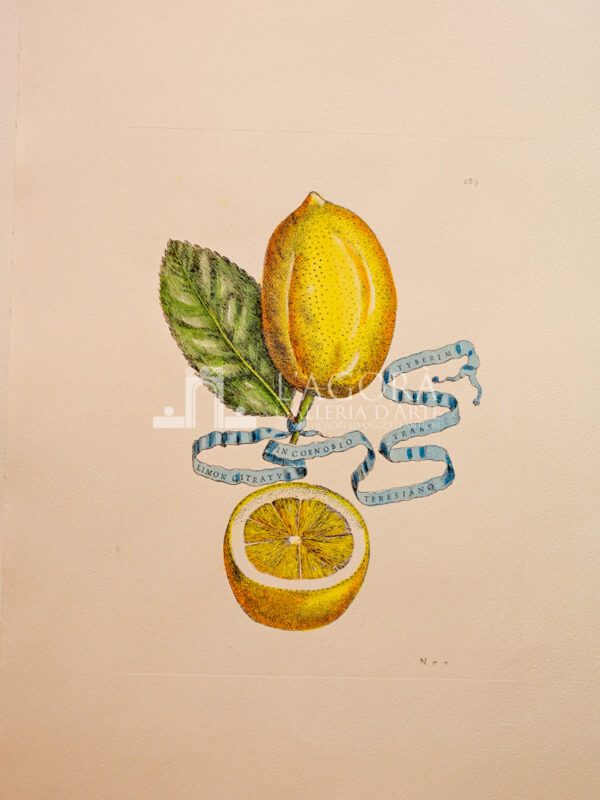 Agrumi su carta cotone - immagine 2