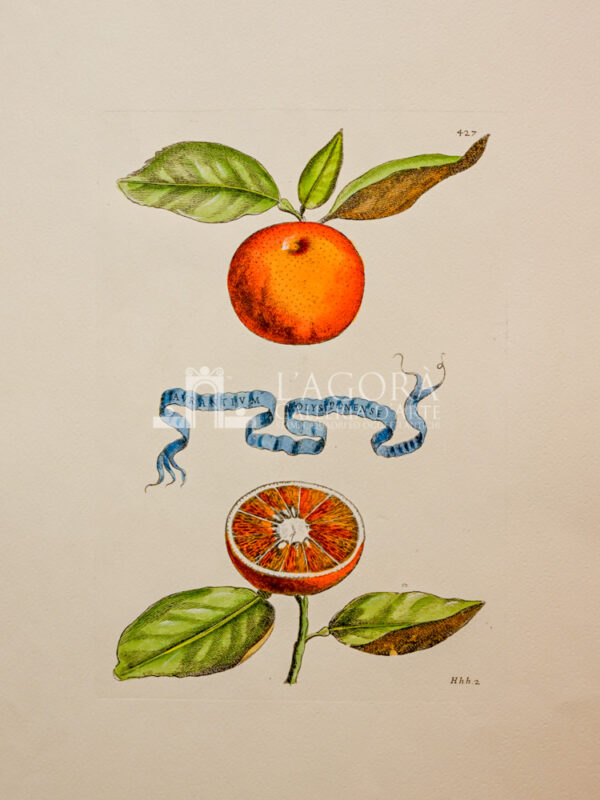 Agrumi su carta cotone - immagine 3