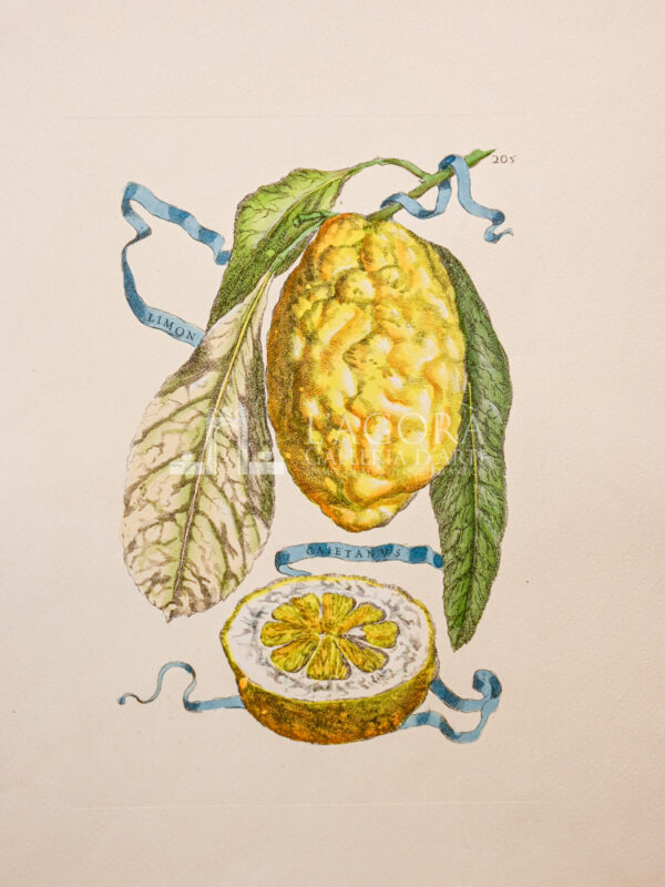 Agrumi su carta cotone - immagine 4