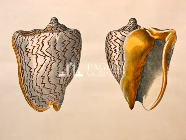 Conchiglie doppie su carta cotone - immagine 3
