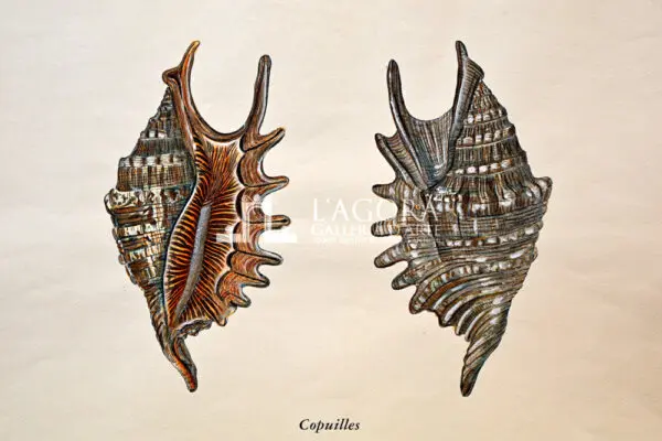Conchiglie doppie su carta cotone - immagine 4