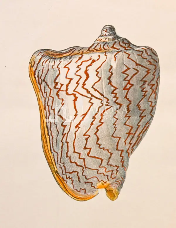 Conchiglie doppie su carta cotone - immagine 8