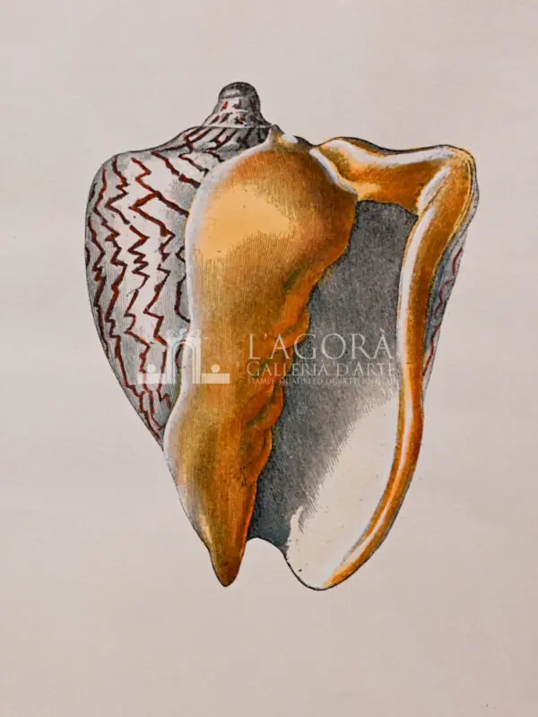 Conchiglie doppie su carta cotone - immagine 7