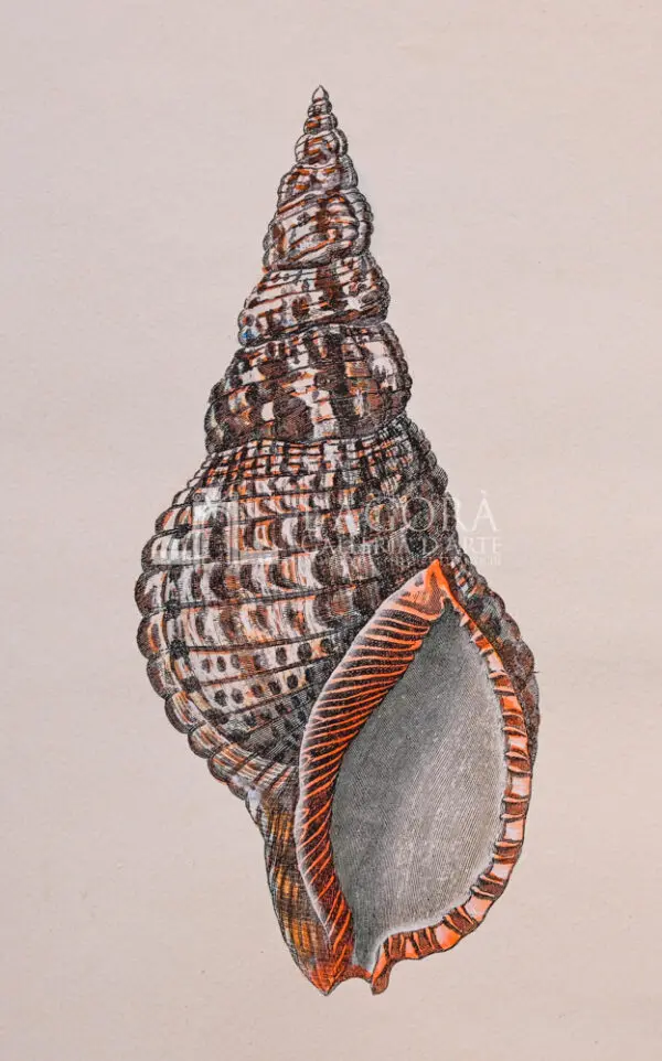 Conchiglie doppie su carta cotone - immagine 5
