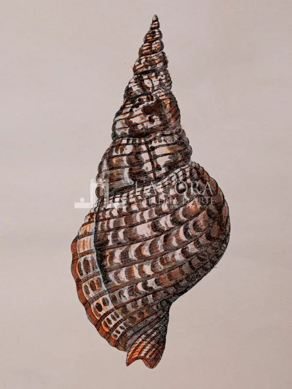 Conchiglie doppie su carta cotone - immagine 6