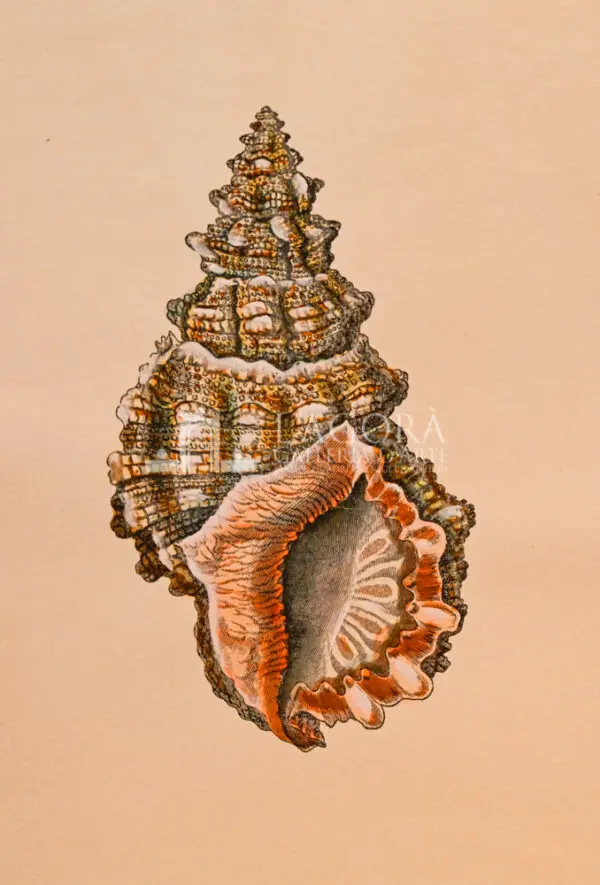 Conchiglie doppie su carta cotone - immagine 9