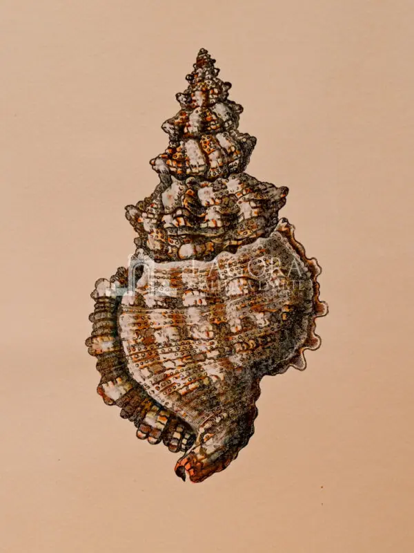 Conchiglie doppie su carta cotone - immagine 10