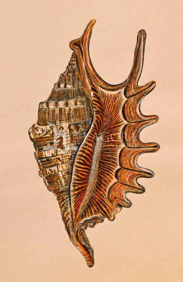 Conchiglie doppie su carta cotone - immagine 11