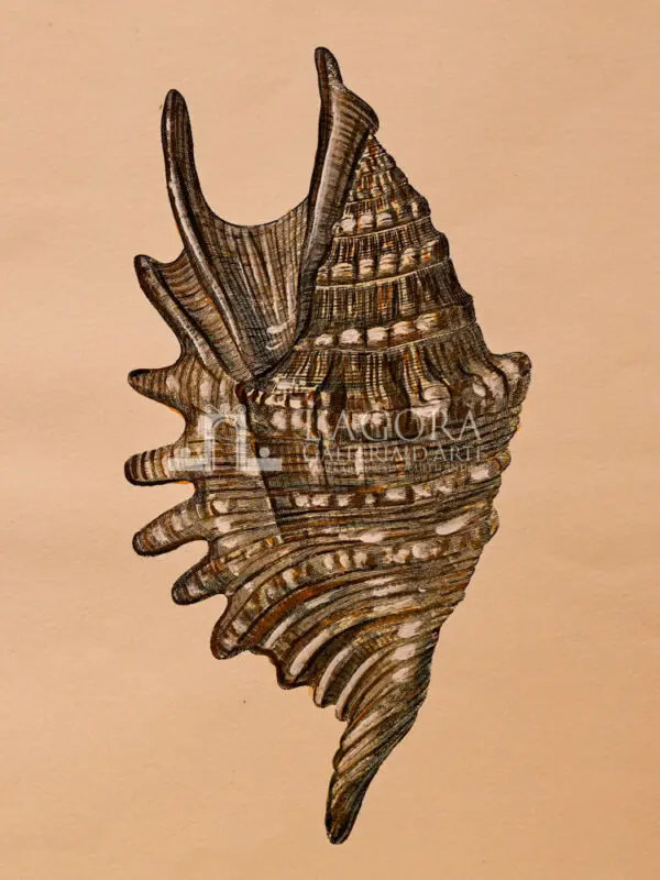 Conchiglie doppie su carta cotone - immagine 12