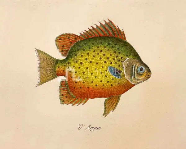 Pesci su carta cotone - immagine 8