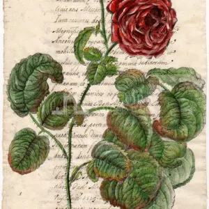 Flowers on manuscript