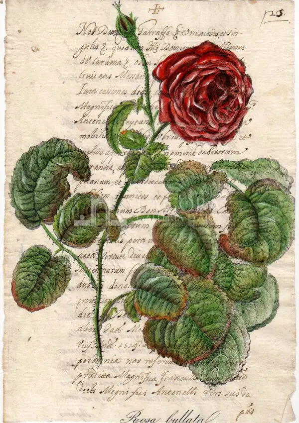 Fiori su carta manoscritta