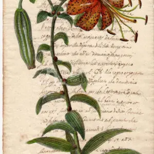 Flowers on manuscript