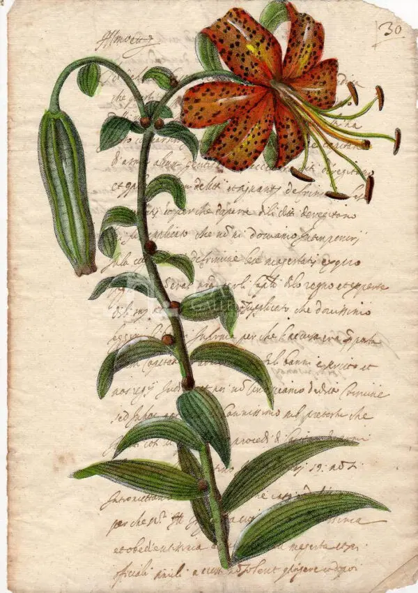 Fiori su carta manoscritta - immagine 2
