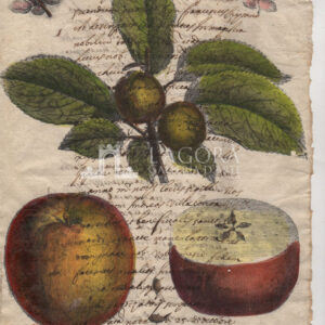 Frutta su carta manoscritta