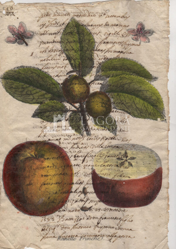 Frutta su carta manoscritta