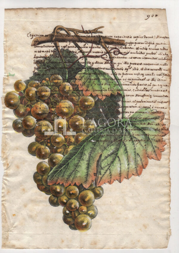 Frutta su carta manoscritta - immagine 9