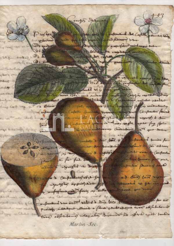 Frutta su carta manoscritta - immagine 10