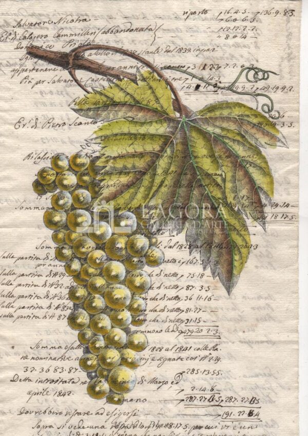 Frutta su carta manoscritta - immagine 11