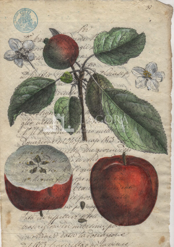 Frutta su carta manoscritta - immagine 12