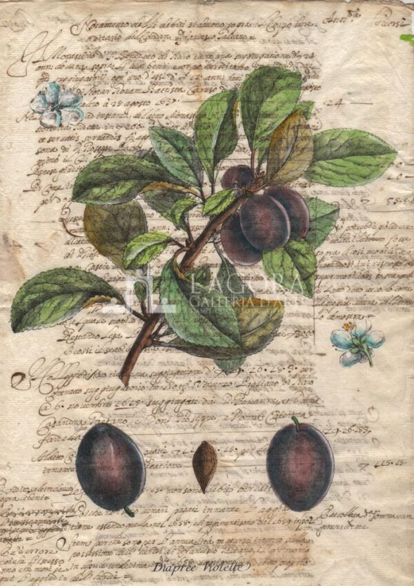 Frutta su carta manoscritta - immagine 2