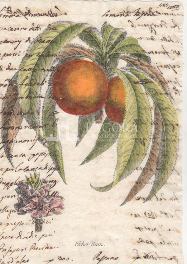 Frutta su carta manoscritta - immagine 3
