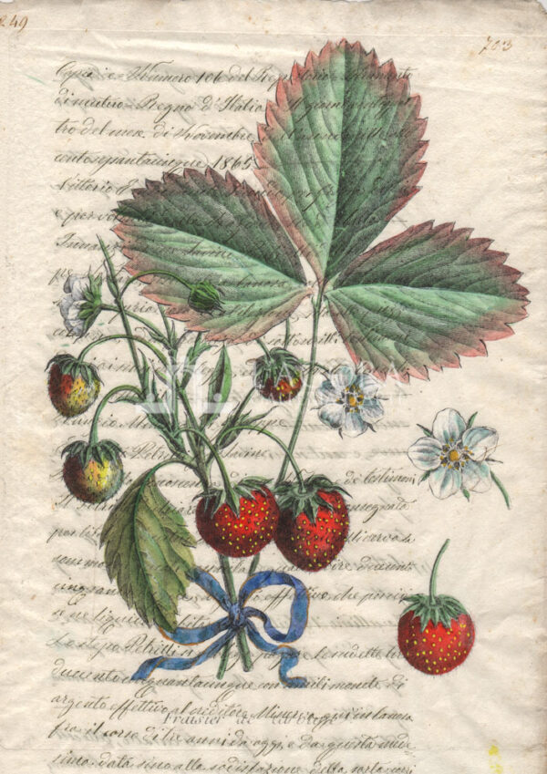 Frutta su carta manoscritta - immagine 4