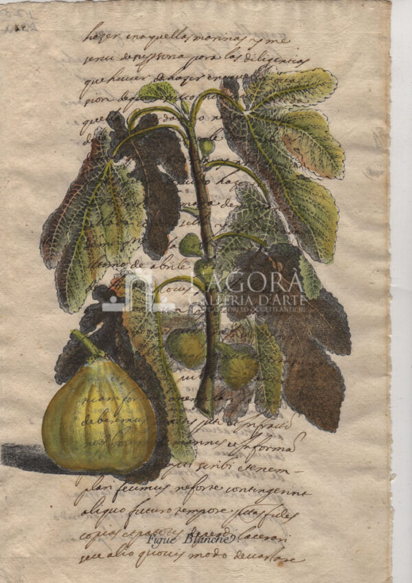 Frutta su carta manoscritta - immagine 5