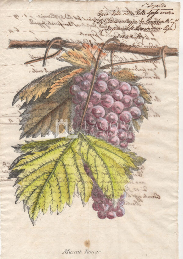 Frutta su carta manoscritta - immagine 6