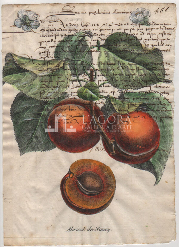 Frutta su carta manoscritta - immagine 13